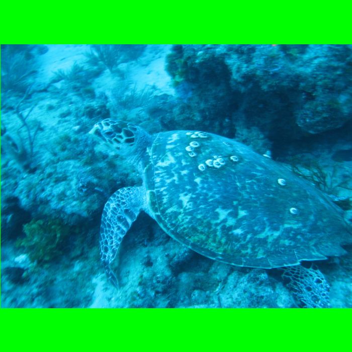 IMG_3502 Turtle.jpg